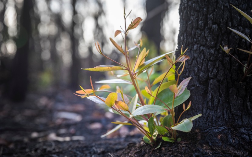 The Fourtown Fire: Fire Management on a Landscape Scale